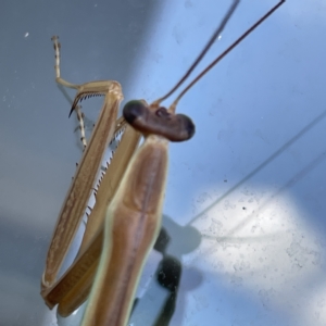 Tenodera australasiae at Canberra, ACT - 4 Apr 2023