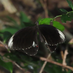 Papilio ambrax (Ambrax Swallowtail) at Fitzroy Island, QLD - 31 Mar 2023 by MatthewFrawley