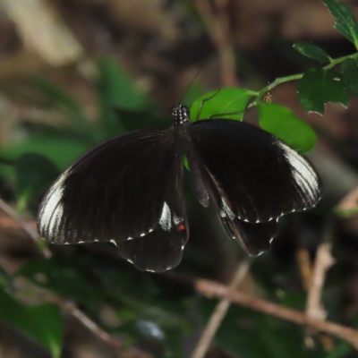 Papilio ambrax (Ambrax Swallowtail) at Fitzroy Island, QLD - 30 Mar 2023 by MatthewFrawley