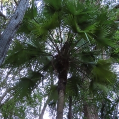 Livistona muelleri at Fitzroy Island, QLD - 31 Mar 2023 by MatthewFrawley