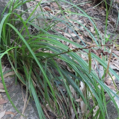 Gahnia aspera (Red-berried Saw-sedge) at Fitzroy Island, QLD - 31 Mar 2023 by MatthewFrawley