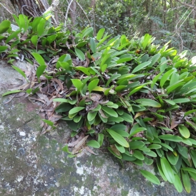 Unverified Orchid at Fitzroy Island, QLD - 31 Mar 2023 by MatthewFrawley