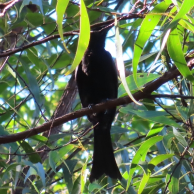 Dicrurus bracteatus (Spangled Drongo) at Fitzroy Island, QLD - 31 Mar 2023 by MatthewFrawley