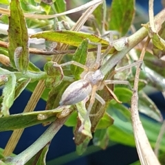 Cheiracanthium sp. (genus) (Unidentified Slender Sac Spider) at Mount Clear, ACT - 4 Apr 2023 by EmmaCollins