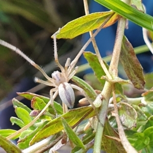 Cheiracanthium sp. (genus) at Mount Clear, ACT - 4 Apr 2023