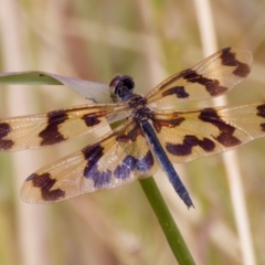 Rhyothemis graphiptera (Graphic Flutterer) at Breadalbane, NSW - 13 Mar 2023 by KorinneM