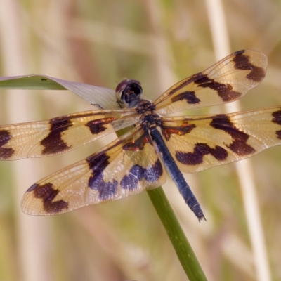 Rhyothemis graphiptera (Graphic Flutterer) at Breadalbane, NSW - 13 Mar 2023 by KorinneM