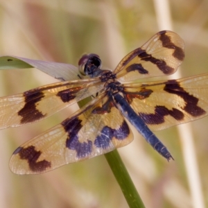 Rhyothemis graphiptera at Breadalbane, NSW - 13 Mar 2023