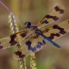 Rhyothemis graphiptera at Breadalbane, NSW - 13 Mar 2023