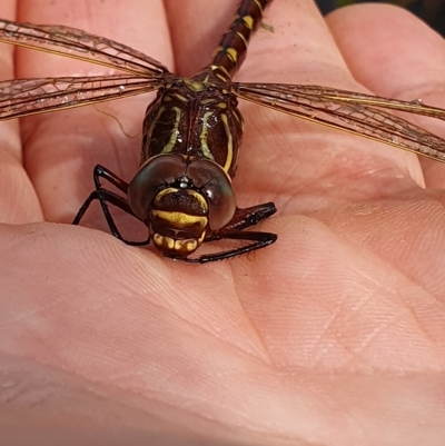 Austroaeschna sp. (genus) at Mount Clear, ACT - 4 Apr 2023 by EmmaCollins