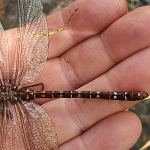 Austroaeschna sp. (genus) at suppressed - 4 Apr 2023