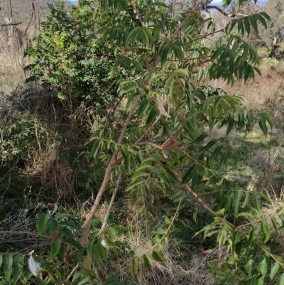 Pistacia chinensis (Chinese Pistachio) at Wanniassa Hill - 4 Apr 2023 by KumikoCallaway