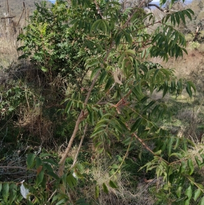 Pistacia chinensis (Chinese Pistachio) at Fadden, ACT - 4 Apr 2023 by KumikoCallaway