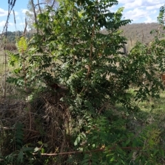 Pistacia chinensis (Chinese Pistachio) at Wanniassa Hill - 4 Apr 2023 by KumikoCallaway