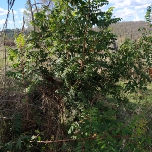 Pistacia chinensis at Fadden, ACT - 4 Apr 2023 02:23 PM