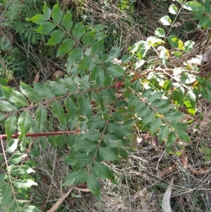 Pistacia chinensis at Fadden, ACT - 4 Apr 2023