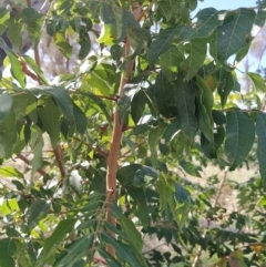 Pistacia chinensis at Fadden, ACT - 4 Apr 2023