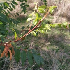 Pistacia chinensis at Fadden, ACT - 4 Apr 2023 02:23 PM