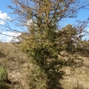 Crataegus monogyna at Fadden, ACT - 4 Apr 2023