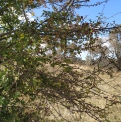 Crataegus monogyna at Fadden, ACT - 4 Apr 2023