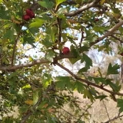 Crataegus monogyna at Fadden, ACT - 4 Apr 2023 02:25 PM