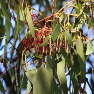 Amyema miquelii at Gordon, ACT - 4 Apr 2023