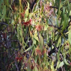 Amyema miquelii at Gordon, ACT - 4 Apr 2023 12:17 PM