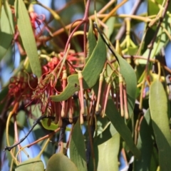 Amyema miquelii at Gordon, ACT - 4 Apr 2023