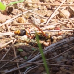 Sceliphron formosum (Formosum mud-dauber) at Gordon Pond - 4 Apr 2023 by RodDeb