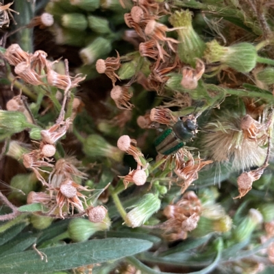 Calomela vittata (Acacia leaf beetle) at Flynn, ACT - 3 Apr 2023 by Rosie