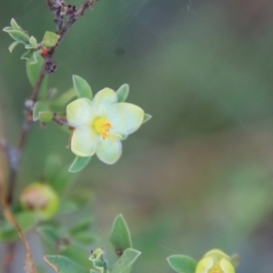 Hibbertia obtusifolia at Mongarlowe, NSW - suppressed