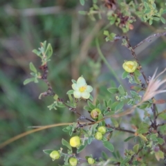 Hibbertia obtusifolia at Mongarlowe, NSW - suppressed