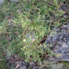 Hibbertia obtusifolia at Mongarlowe, NSW - suppressed