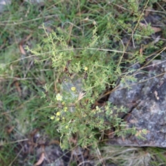 Hibbertia obtusifolia at Mongarlowe, NSW - 4 Apr 2023