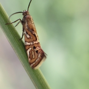 Glyphipterix cyanochalca at Murrumbateman, NSW - 4 Apr 2023