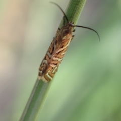 Glyphipterix cyanochalca at Murrumbateman, NSW - 4 Apr 2023