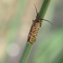 Glyphipterix cyanochalca at Murrumbateman, NSW - 4 Apr 2023 03:43 PM