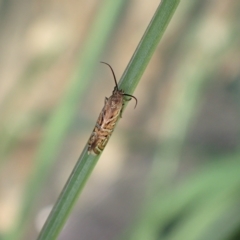 Glyphipterix cyanochalca at Murrumbateman, NSW - 4 Apr 2023 03:43 PM