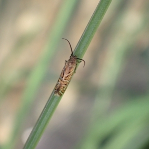 Glyphipterix cyanochalca at Murrumbateman, NSW - 4 Apr 2023