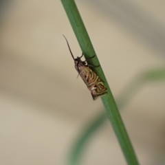 Glyphipterix cyanochalca at Murrumbateman, NSW - 4 Apr 2023 03:43 PM