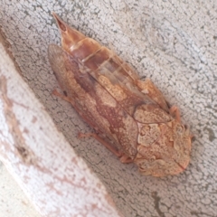 Stenocotis depressa (Leafhopper) at Murrumbateman, NSW - 4 Apr 2023 by SimoneC