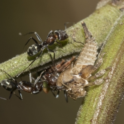 Sextius virescens (Acacia horned treehopper) at Higgins, ACT - 28 Mar 2023 by AlisonMilton