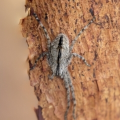 Holconia sp. (genus) (Unidentified Holconia huntsman) at Harden, NSW - 27 Mar 2023 by AlisonMilton