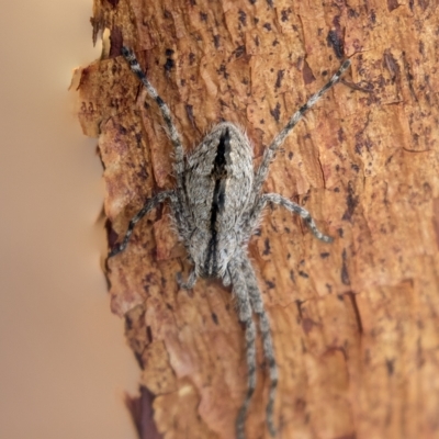 Holconia sp. (genus) (Unidentified Holconia huntsman) at Harden, NSW - 27 Mar 2023 by AlisonMilton