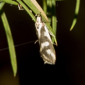 Epithymema incomposita at Higgins, ACT - 28 Mar 2023 01:56 PM