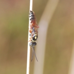 Aeolothynnus sp. (genus) (A flower wasp) at Molonglo Valley, ACT - 4 Apr 2023 by Harrisi