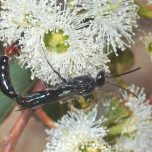 Rhagigaster ephippiger at Molonglo Valley, ACT - 4 Apr 2023