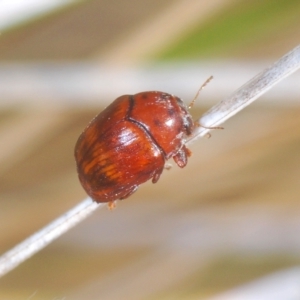 Elaphodes sp. (genus) at Molonglo Valley, ACT - suppressed