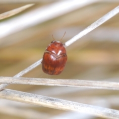 Elaphodes sp. (genus) at Molonglo Valley, ACT - suppressed