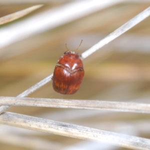 Elaphodes sp. (genus) at Molonglo Valley, ACT - suppressed